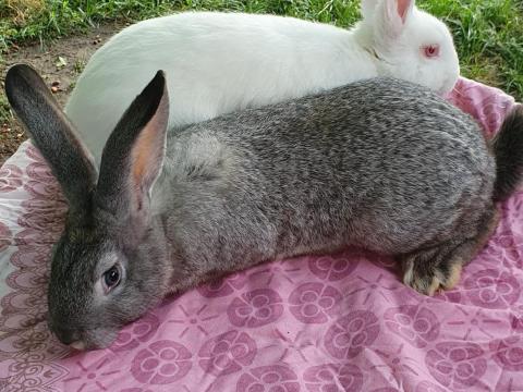 Nyulak eladók – Pannon fehér, Székely és keverék 3-4 hónapos Nyulak eladók – Pannon fehér, Székely és keverék 3-4 hónapos