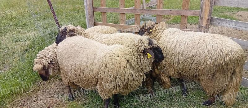 Tenyészkosok (cigája) eladók bruttó 126.000 Ft