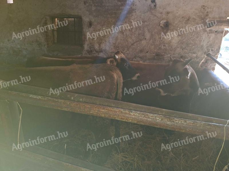 6db bikaborjú eladó