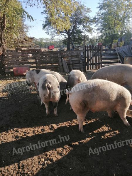 Eladó hizó disznók