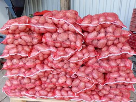 Burgonya eladó Burgonya eladó