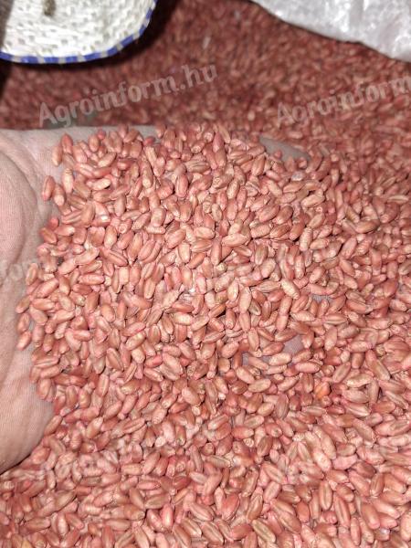Búza vetőmag üzemi minőségben tisztítva, csávázva, egyben 60 Ft/kg