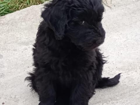 Puli jellegű kiskutya Puli jellegű kiskutya