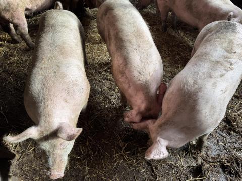 Hízók eladók Hízók eladók