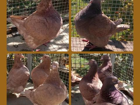 Texán – Eladó recesszív texán galambok Tolna megyében Texán – Eladó recesszív texán galambok Tolna megyében