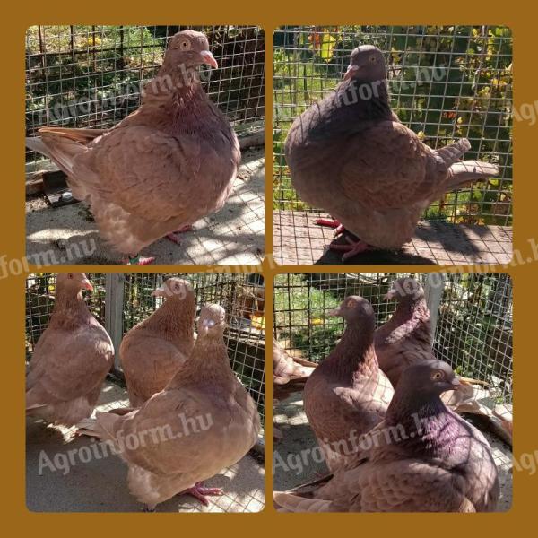 Texán – Eladó recesszív texán galambok Tolna megyében