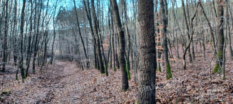 6,77 ha erdő,  egri körzet,  Balaton község külterületén,  hrsz. 055