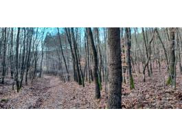 6,77 ha erdő,  egri körzet,  Balaton község külterületén,  hrsz. 055