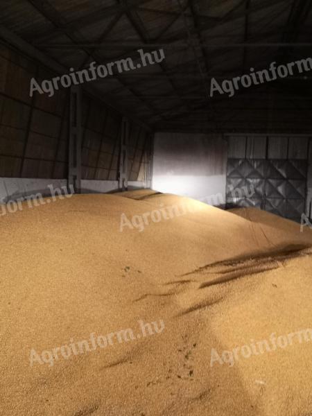 Kiváló minőségű idei kukorica eladó