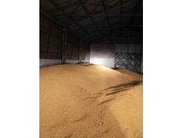 Kiváló minőségű idei kukorica eladó