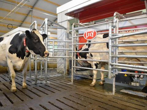 Istállómestert keresünk  Istállómestert keresünk