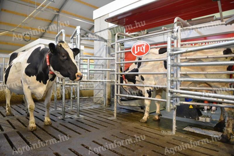 Istállómestert keresünk 