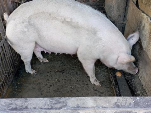 Eladó 2 éves koca Békés megyében, Battonyán Eladó 2 éves koca Békés megyében, Battonyán