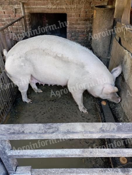 Eladó 2 éves koca Békés megyében, Battonyán