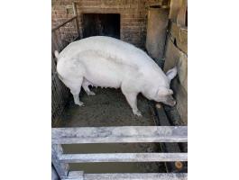 Eladó 2 éves koca Békés megyében, Battonyán