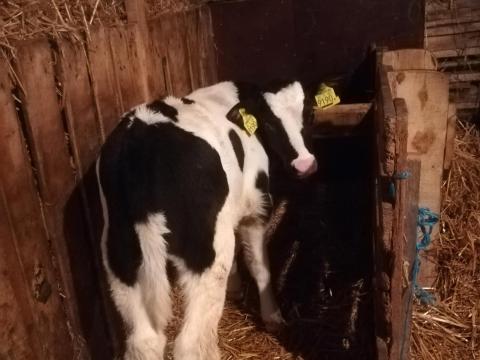 Fekete tarka húshasznú bika borjú eladó Cegléden Fekete tarka húshasznú bika borjú eladó Cegléden