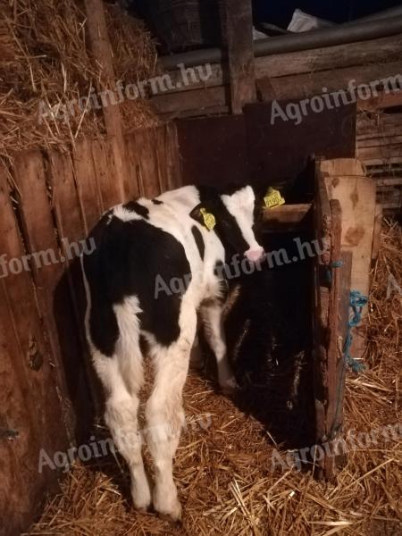 Fekete tarka húshasznú bika borjú eladó Cegléden