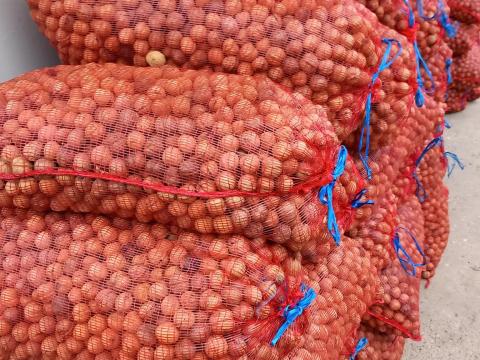 Papírhéjú Milotai 10 héjas dió eladó Papírhéjú Milotai 10 héjas dió eladó