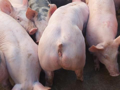 Extra izmolt Pietrain x Hypor Maxter malacok és süldők eladók Kántorjánosiban Extra izmolt Pietrain x Hypor Maxter malacok és süldők eladók Kántorjánosiban