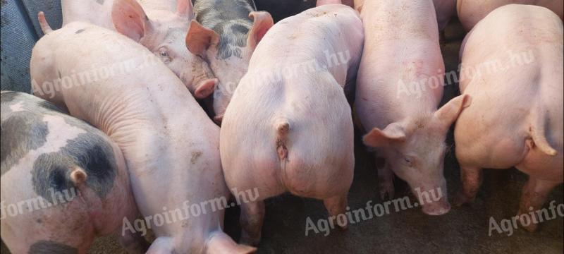 Extra izmolt Pietrain x Hypor Maxter malacok és süldők eladók Kántorjánosiban