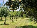 Gyümölcsös /birsalmás/ Pest megyében eladó