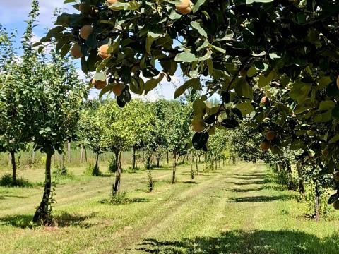 Gyümölcsös /birsalmás/ Pest megyében eladó Gyümölcsös /birsalmás/ Pest megyében eladó