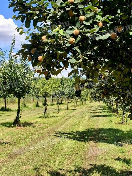 Gyümölcsös /birsalmás/ Pest megyében eladó