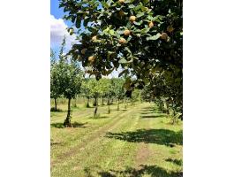 Gyümölcsös /birsalmás/ Pest megyében eladó