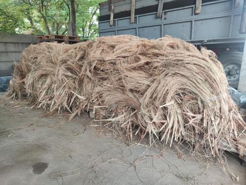 Seprűcirok eladó Seprűcirok eladó