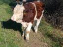 Magyartarka bika borjú eladó