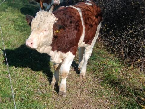 Magyartarka bika borjú eladó Magyartarka bika borjú eladó
