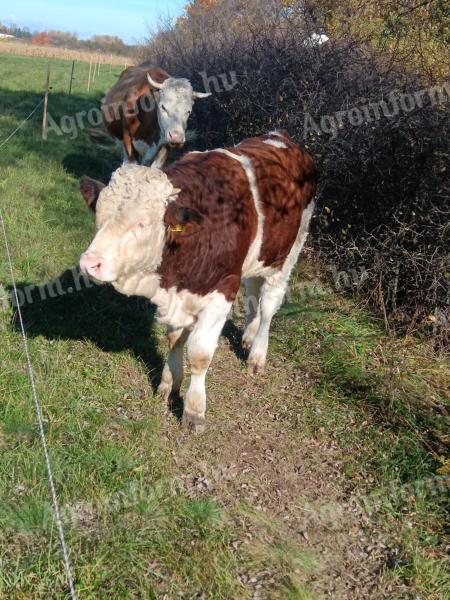 Magyartarka bika borjú eladó