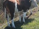 Magyartarka bika borjú eladó