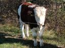 Magyartarka bika borjú eladó