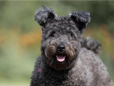Pumi kölykök eladók törzskönyvezett, egészséges szülőktől Pumi kölykök eladók törzskönyvezett, egészséges szülőktől