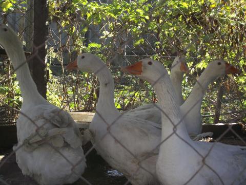 Liba fehér eladó Liba fehér eladó