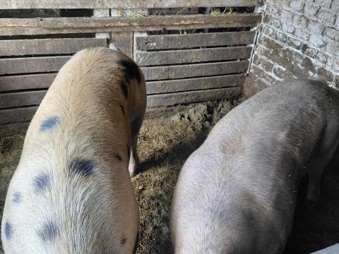 Eladó sertések 200-250 kg súlyban Eladó sertések 200-250 kg súlyban