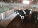 Eladó Holstein fríz üszőborjúk