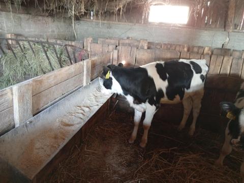 Eladó Holstein fríz üszőborjúk Eladó Holstein fríz üszőborjúk