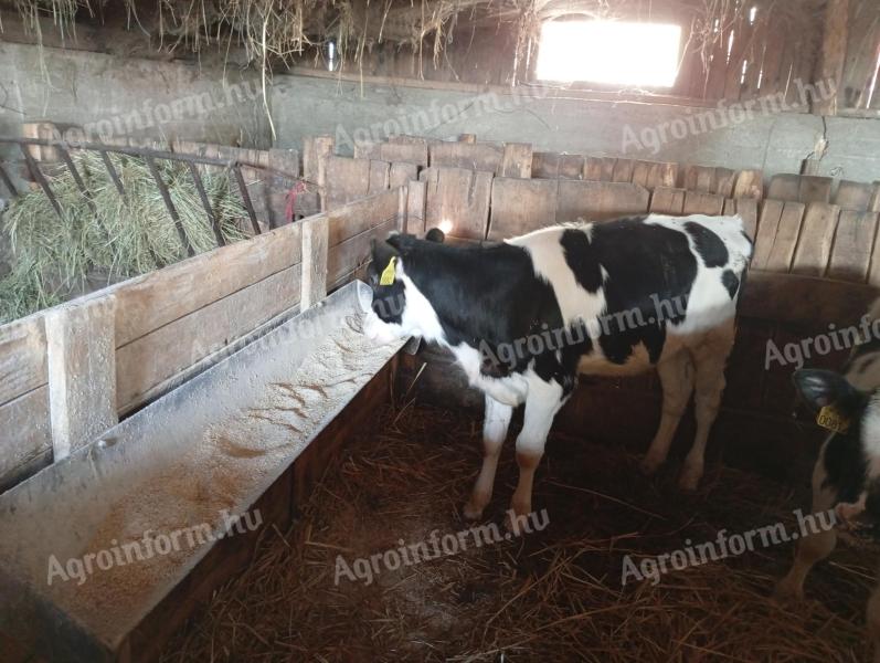 Eladó Holstein fríz üszőborjúk