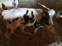 Eladó Holstein fríz üszőborjúk