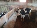 Eladó Holstein fríz üszőborjúk