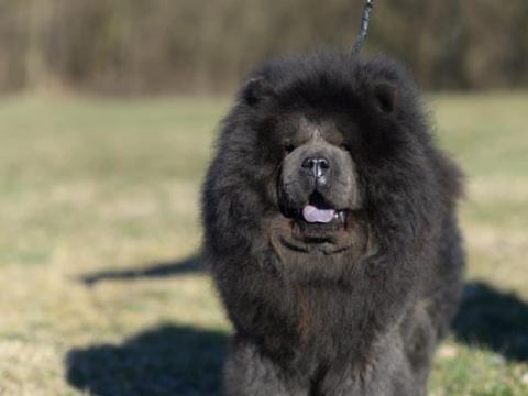 Törzskönyves csau csau kiskutyák foglalhatók Törzskönyves csau csau kiskutyák foglalhatók