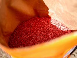 KWS lupus cirok vetőmag