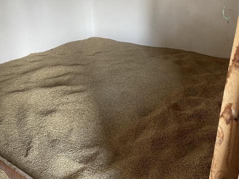 Őszi árpa eladó – 2025. évi termés kiváló minőség minőség