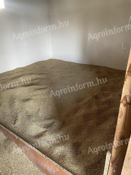 Őszi árpa eladó – 2025. évi termés kiváló minőség minőség