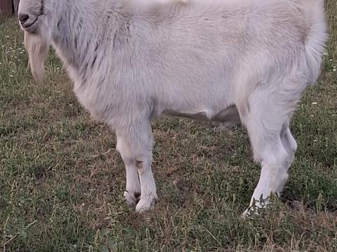 Eladó bak kecske – 1,5 éves kecske kedvező áron Eladó bak kecske – 1,5 éves kecske kedvező áron