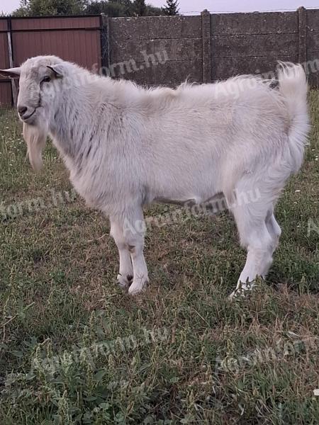 Eladó bak kecske – 1,5 éves kecske kedvező áron