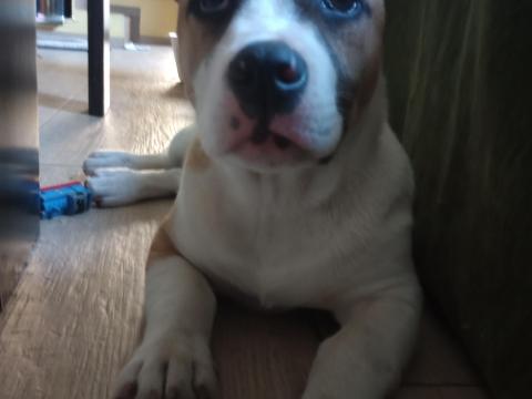 Amstaff jellegű kölyök szuka ingyen elvihető Amstaff jellegű kölyök szuka ingyen elvihető