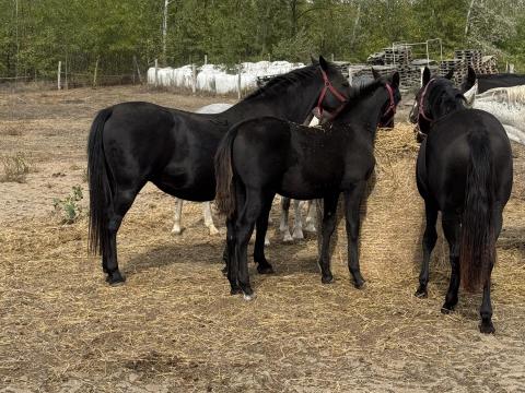 Lipicai kancák és csikók eladók Lipicai kancák és csikók eladók